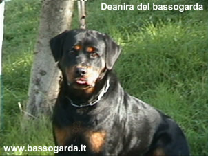 Deianira del bassogarda 